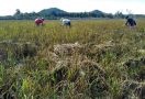 50 Hektar Sawah di Pangkal Niur Terancam Gagal Panen - JPNN.com