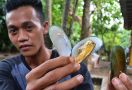 Duh! Kerang Beracun Masih Hantui Cirebon - JPNN.com