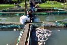 Lagi, Ikan-ikan Mati di Danau Toba - JPNN.com