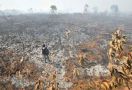 Polda Riau Sikat 8 Pelaku Pembakaran Lahan - JPNN.com