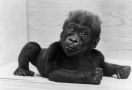 Colo, Gorila Tertua di Dunia Itu Mati dengan Tenang - JPNN.com