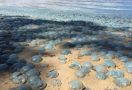 Hiii...Ribuan Ubur-ubur Terdampar di Pantai - JPNN.com