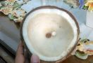 Buah Kelapa Ini Dijual Rp25 Juta, Mau Beli Gak? - JPNN.com