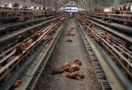 Ternyata Puluhan Ayam Mati Bukan karena Flu Burung - JPNN.com