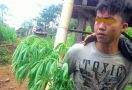 Rangga Ditangkap Saat Rawat Pokok Ganja di Ladang Kopi - JPNN.com