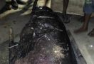 Heboh! Goropa Raksasa Muncul dari Teluk Tomini - JPNN.com
