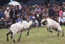 392 Domba Bertarung Demi Hadiah dari Presiden - JPNN.com
