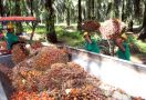 Produksi Minyak Kelapa Sawit Capai 42 Juta Ton - JPNN.com