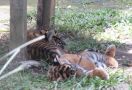 Yuk Lindungi Harimau Sumatera! - JPNN.com