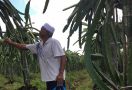 700 Pohon Buah Naga, Keuntungan Rata-rata Rp 20 Juta per Bulan - JPNN.com