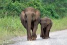Hanya Ada 80 Ekor, Gajah Kalimantan Dianggap Keramat - JPNN.com