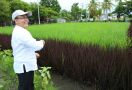 Unik, Banyuwangi Gelar Agro Expo di Lahan Pertanian Tengah Kota - JPNN.com