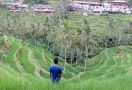 Jangan Lewatkan Festival Tepi Sawah 2017 di Ubud Awal Juni - JPNN.com