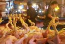 Harga Daging Ayam Naik di Pasar Induk Kramatjati - JPNN.com