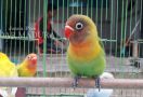 4 Burung Milik Angga Kurniawan Rp16 Juta Raib Digondol Maling - JPNN.com
