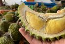 Australia Masuki Musim Durian, Baunya Sudah Mulai Tercium - JPNN.com
