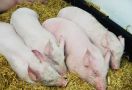 Australia Minta Warganya Tak Membawa Masuk Produk Babi dari Indonesia - JPNN.com