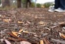 Berani Membuang Puntung Rokok dari Mobil di Sydney, Siap-Siap Saja Didenda Rp 106 Juta - JPNN.com
