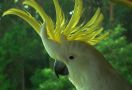 Burung yang Cerdas: Apa yang Anda Ketahui Tentang Kakatua Berjambul Kuning? - JPNN.com