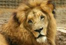 Geger, Empat Singa di Kebun Binatang Spanyol Positif COVID-19 - JPNN.com