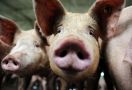 Jutaan Babi Mati di China, Harga Daging Sapi dan Ayam di Seluruh Dunia Kena Imbasnya - JPNN.com