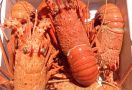 Lobster Australia Ditahan Bandara Tiongkok di Tengah Meningkatnya Selisih Dagang Kedua Negara - JPNN.com