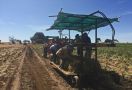 Nasib Pertanian Jika Pemerintah Australia Tak Mengampuni Pekerja Gelap - JPNN.com