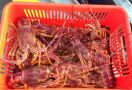 Peternak Lobster di Australia Dirugikan Virus Corona - JPNN.com