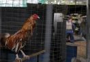 Polisi Australia Menyita Ratusan Ayam Jago yang Digunakan dalam Judi Adu Ayam - JPNN.com