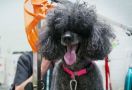 Salon Anjing di Melbourne Laris Manis, Antrean Sampai Berbulan-bulan - JPNN.com
