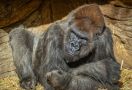 Sekelompok Gorila Positif COVID-19, Kasus Pertama Pada Spesies Kera Besar - JPNN.com