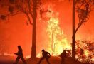 Teganya, Ada Penipuan Berkedok Sumbangan untuk Korban Kebakaran Hutan Australia - JPNN.com