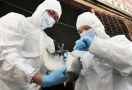 Patut Diwaspadai, Wabah Flu Burung Telah Melanda Inggris - JPNN.com