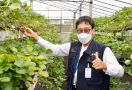 Hebat! Petani Milenial Gobleg Bali Sukses Padukan Pertanian Organik dan Smart Farming - JPNN.com