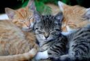 Tiga Kucing Dibunuh di China, Warganet Mengamuk - JPNN.com