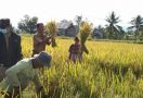 Kementan Dorong Transformasi Sistem Pertanian, Panen di Sulteng Meningkat - JPNN.com