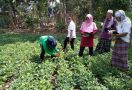 Lewat Program Sekolah Lapang, Hasil Panen Petani Kacang Tanah di NTB Meningkat - JPNN.com