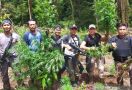 Ladang Ganja 1,5 Hektare Ini Milik Siapa? - JPNN.com