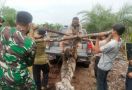 Harimau Sumatera Ditemukan Mati Terjerat Sling di Bengkalis - JPNN.com