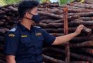 Bea Cukai Kepri Gagalkan Penyelundupan 6.472 Kayu Teki ke Malaysia - JPNN.com