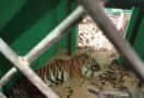 Harimau Sumatera yang Direhabilitasi di BKSDA Jambi Mati, Apa Penyebabnya? - JPNN.com
