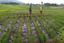 Punya Peran Besar, Petani Kecil Harus Ditingkatkan Kualitas dan Produktivitasnya - JPNN.com