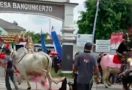 Sapi Mengamuk di Kirab Budaya, Anak Bupati Jadi Korbannya - JPNN.com