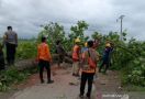 Pohon Tumbang Menimpa 2 Pengendara CBR, Satu Orang Tewas - JPNN.com