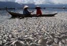 Terungkap, Ini Penyebab 362 Ton Ikan di Danau Maninjau Mati Mendadak - JPNN.com