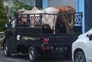 Polisi Gerak Cepat, Pencuri Sapi di Kulon Progo Sudah Ditangkap, Bu Sulastri Lega - JPNN.com