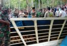 Harimau Sumatera yang Teror Warga Padang Lawas Akhirnya Tertangkap, Tuh Lihat - JPNN.com