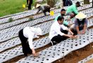 Jokowi Ingin Food Estate Jateng Punya Kelembagaan Petani yang Kuat - JPNN.com
