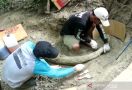Fosil Gading Gajah Sepanjang 1,5 Meter Dievakuasi dari Kawasan Situs Patiayam - JPNN.com