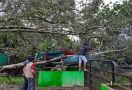 Truk dan Kandang Hewan Kebun Binatang Tertimpa Pohon Tumbang, Begini Kondisinya - JPNN.com